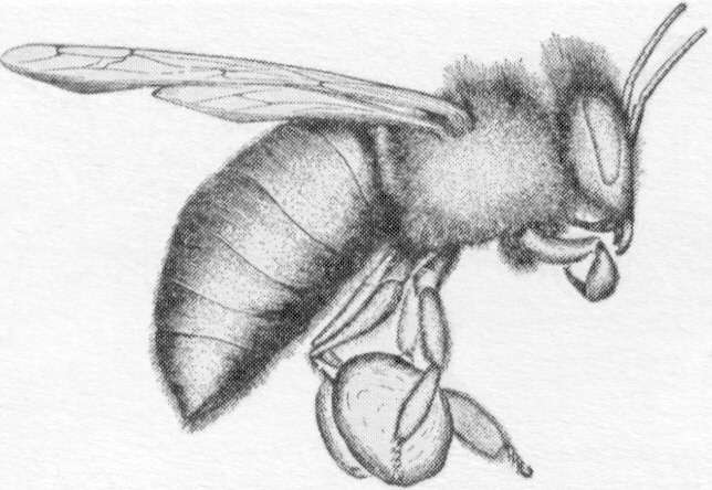 pollenbasket2.jpg (135295 bytes)